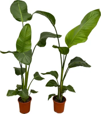Image de Strelitzia « Oiseau de paradis blanc » Nicolai, plante d'intérieur, Ø17cm
