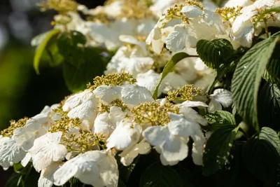 Zdjęcie produktu dla Viburnum plicatum 'Pink Beauty', śnieguliczka japońska, różowa, 30-40 cm
