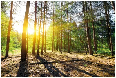 Produktbild von Wallario Premium Glasbild, freischwebende Optik, kräftige Farben, Größe 90 x 60 cm Motiv Sonnenstrahlen tief hinter dem Wald