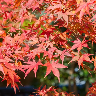 Zdjęcie produktu dla Klon japonski - Acer palmatum 'Shaina' - ok. 70cm wysokosci - srednica 19cm