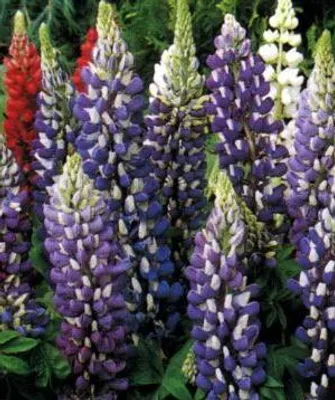 Image de 6 x Lupinus hybr. 'The Governor' ('kastellan') - Lupin - pot 9 x 9 cm