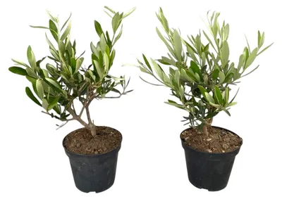 Productafbeelding van JUNAVERA Olea europaea struikvorm | Olijfboom | 30 cm hoog | In 12 cm pot | Mediterrane tuinplant