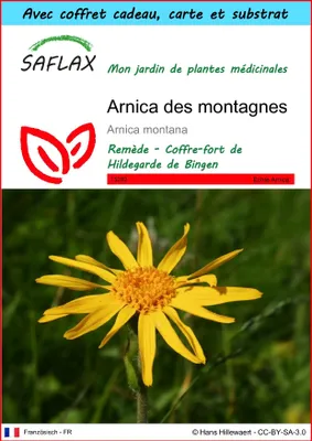 Image de SAFLAX Ensemble-cadeau - Arnica des montagnes - 40 graines - Arnica