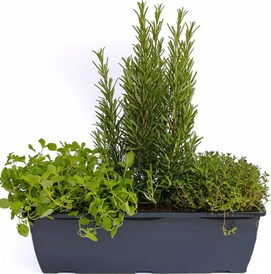 Produktbild von Enseleits Kräuterkasten für 'Pizza & Grill' 40cm Anthrazitkasten mit je 1er Kräuter Pflanze: Oregano & Thymian & Rosmarin