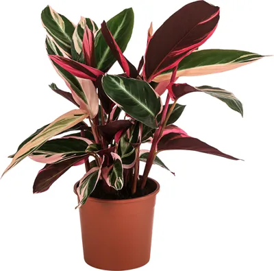 Produktbild von Dehner Korbmarante Triostar, Strohmanthe sanguinea, luftreinigende Wirkung, 20-30 cm inkl. Pflanztopf, Ø Topf 14 cm, Zimmerpflanze