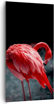 Produktbild von Bild auf Leinwand - Leinwandbild - Einteilig - Flamingo Rosa Vogel - 65x120cm - Wand Bild - Wanddeko - Wandbilder - Leinwanddruck - Bilder - Wanddekoration - Leinwand bilder - Wandbild - PA65x120-4551