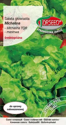 Produktbild von Samen für Kopfsalat „Michalina“, 4 g – Torseed
