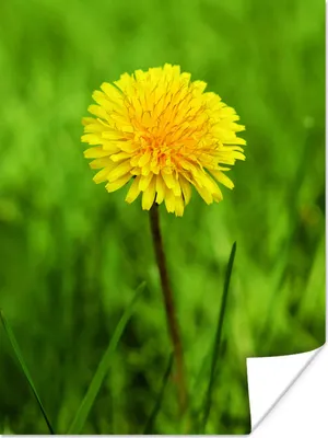 Produktbild von MuchoWow® Poster Gras - Löwenzahn - Blühend 120x160 cm - Wandbilder