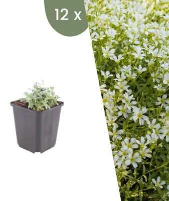 Produktbild von Plants by Frank | 12 Filziges Hornkraut Pflanzen | Cerastium Tomentosum | Bodendecker | Winterhart | Mehrjährig | Gartenpflanzen