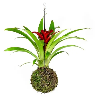 Obrázok produktu pre Gardners Kokedama Guzmania (M)