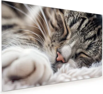 Produktbild von Küchenrückwand Spritzschutz Glas mit Motiv Schlafende Katze 40 x 40 cm