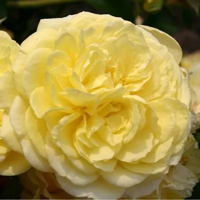 Image de Rose - Kordes Rigo-Rose - Rose « Solero »®