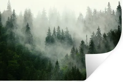 Produktbild von MuchoWow® Wandtattoo Wandsticker Wandaufkleber Wald - Nebel - Bäume - Natur 120x80 cm Selbstklebend und Repositionierbar - Selbstklebend - Fototapeten