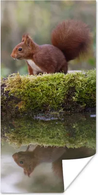 Produktbild von MuchoWow® Poster Waldtiere - Wasser - Moos 60x120 cm - Wandschmuck