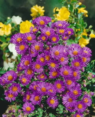 Produktbild von Aster novae-angliae 'Violetta', Herbstaster, violett, ca. 9x9 cm Topf