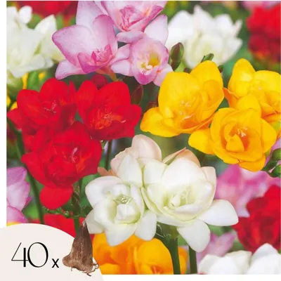 Image de Freesia parfumée - Set de 40 - Freesia Mix - Bulbes à fleurs