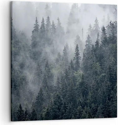 Produktbild von Bild auf Leinwand - Leinwandbild - Wald Baum Natur - 60x60cm - Wand Bild - Wanddeko - Wandbilder - Leinwanddruck - Bilder - Kunstdruck - Wanddekoration - Leinwand bilder - Wandkunst - AC60x60-4074