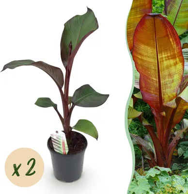 Produktbild von GreenboutiQ - Obstpflanze - Bananenpflanze - Ensete ventricosum Maurelli - Winterhart - 2 Pflanzen - Topf 17cm Höhe 40cm
