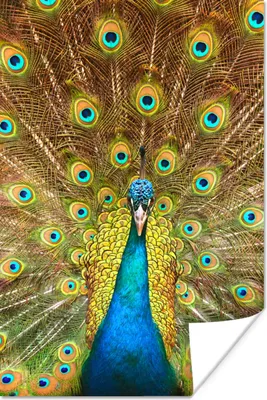 Produktbild von MuchoWow® Poster Pfau - Vogel - Blau 60x90 cm - Wanddekoration