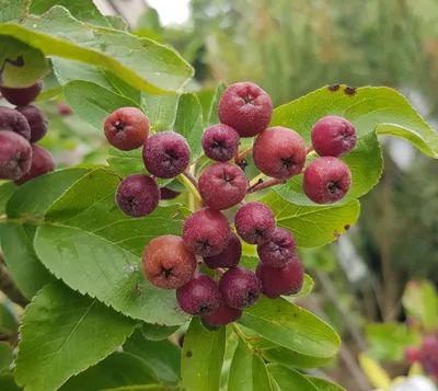 Image de Sorbus fallax 'Burka'