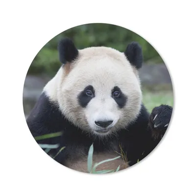 Produktbild von MuchoWow® Mauspad Mousepad Großer Panda - Gras - Steine 30x30 cm - Mousepads - Maus Mat - Pad - Mausunterlage - Tischunterlage - Schreibtischmatten