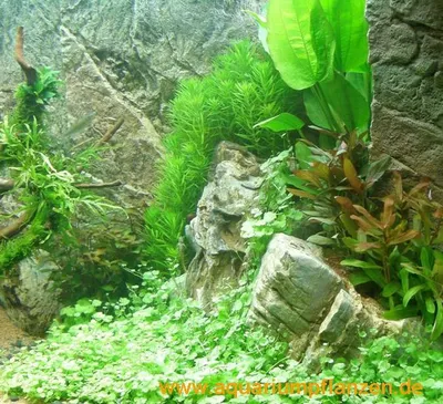 Produktbild von Set für 200 l Aquarium, Pflanzen, Kies, Deko (XXV)