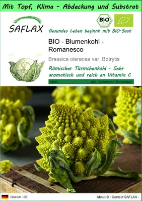 Produktbild von SAFLAX Garden to go - BIO - Blumenkohl - Romanesco - Brassica oleracea var. Botrytis - 50 Samen - Mit Topf, Klima - Deckel und Anzuchtsubstrat