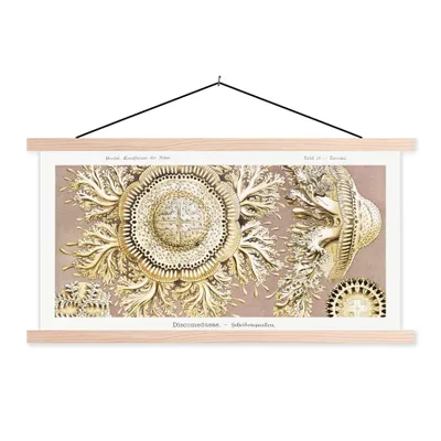 Produktbild von MuchoWow® Textilposter Jahrgang - Ernst Haeckel - Qualle - Kunst 120x60 cm mit holzfarbenen Rahmen - Klemmleiste