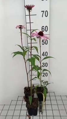 Produktbild von 6 x Echinacea purp. 'Augustkönigin' - Sonnenhut - Topf 9 x 9 cm
