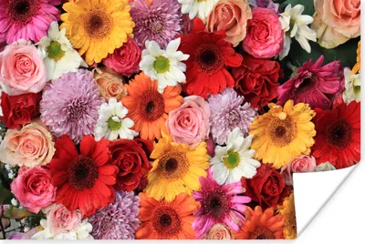 Produktbild von MuchoWow® Poster Blumen - Farben - Gerbera - Rosen 180x120 cm - Fotoplakat