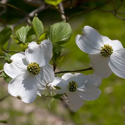 Image de Cornouiller fleuri - Cornus florida | 50-60 cm en conteneur