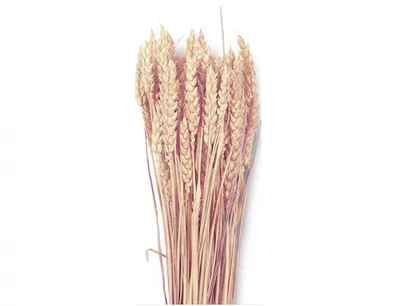 Obrázek produktu pro Nohel Garden Dekorace sušiny TRITICUM-PŠENICE hladká 40g