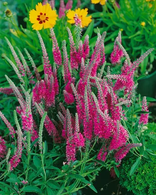 Produktbild von Veronica spicata 'Rotfuchs', Ähriger Ehrenpreis, rosa, ca. 9x9 cm Topf