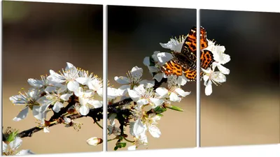 Produktbild von Glasschutzplatte für Herd 3x30x52