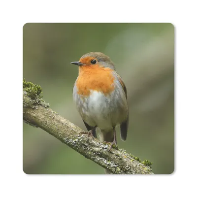 Produktbild von MuchoWow® Mauspad Mousepad Vogel - Rotkehlchen - Zweig - Pflanzen 20x20 cm - Mousepads - Maus Mat - Pad - Mausunterlage - Desk Mat - Bureauartikeln