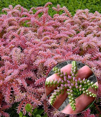 Produktbild von BALDUR Garten 6x Seestern-Blume, Pflanzen im 9x9 cm-Topf, winterharte & mehrjährige Polsterstaude, Blüten sehen aus wie Seesterne, pflegeleichter Blickfang für den Steingarten