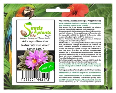 Produktbild von 10x Ariocarpus fissuratus Kaktus Büte rosa violett Samen B1907