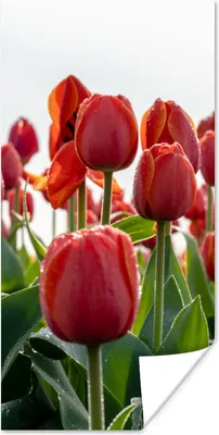 Produktbild von MuchoWow® Poster Ein Gebiet mit roten Tulpen in den Niederlanden 20x40 cm - Plakat - Foto