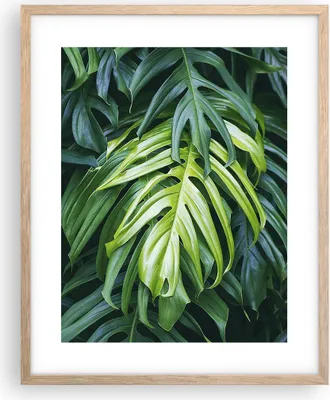 Produktbild von Gerahmtes Poster - Rahmen in heller Eiche - Blume Natur - 40x50 cm - Wand Bild - Wanddeko - Wandbilder - Kunstposter - Wandposter - Bilderrahmen - Bilder - Kunstdruck - Wandbild - P2NPA40x50-3951