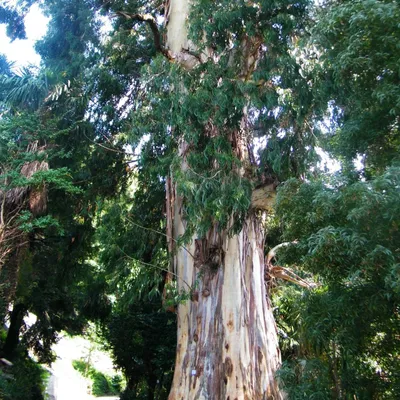 Image de Eucalyptus à sucre (Eucalyptus viminalis)  - 1 portion de graines