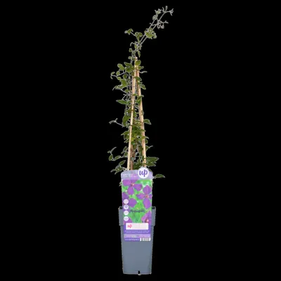 Produktbild von 2 x  Waldrebe  - Clematis 'Polish Spirit'  | 50-60 cm in Container