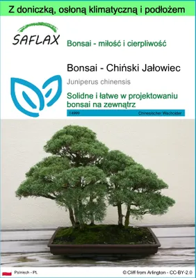 Zdjęcie produktu dla SAFLAX - Garden to go - Bonsai - Chiński Jałowiec - 30 Nasiona - Z doniczką, pokrywą klimatyczną i podłożem do uprawy - Juniperus chinensis