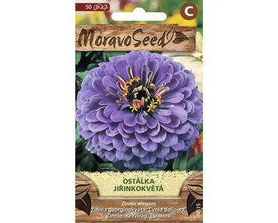 Obrázok produktu pre Cínia pôvabná georgínokvetá fialová MoravoSeed