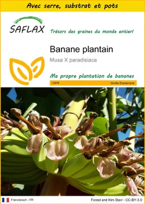 Image de SAFLAX Ensemble de culture - Banane plantain - 10 graines - Musa