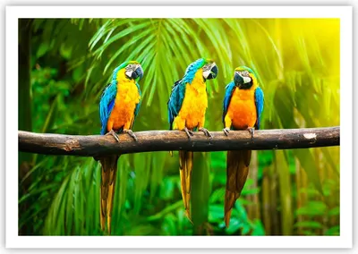 Produktbild von Poster - Poster ohne Rahmen - Papageien Collorful Natur Vögel - 100x70 cm - Wand Bild - Wanddeko - Wandbilder - Kunstposter - Wandposter - Bilder - Kunstdruck - Wandbild - P2XAA100x70-2696