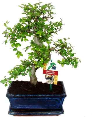 Immagine prodotto di Bonsai olmo cinese - Ulmus parviflora - circa 8 anni