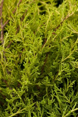 Produktbild von Juniperus chinensis 'Plumosa Aurea', Gold-Wacholder, 20–25 cm