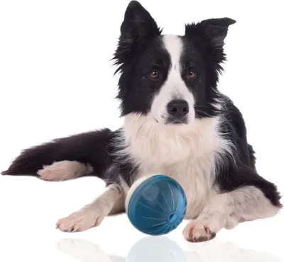 Produktbild von Rohrschneider Hundespielzeug | Futterball für Hunde | Leckerli Ball für Hunde | Hundezubehör