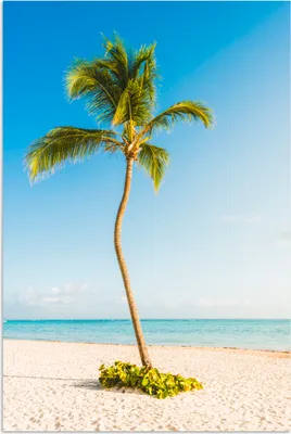 Produktbild von MuchoWow® Poster Eine einsame Palme am Strand 120x180 cm - Kunstposter