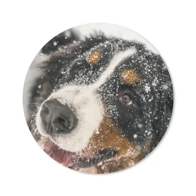 Produktbild von MuchoWow® Mauspad Mousepad Ein Berner Sennenhund unter dem Schnee 50x50 cm - Mousepads - Maus Mat - Pad - Mausunterlage - Vinyl